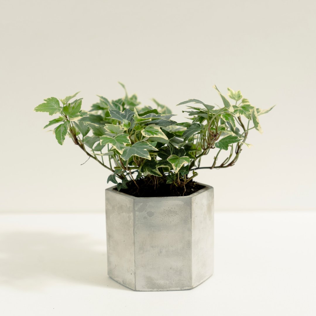 常春藤│泥作系列│福所栽 - 植栽/盆栽 - 水泥 绿色