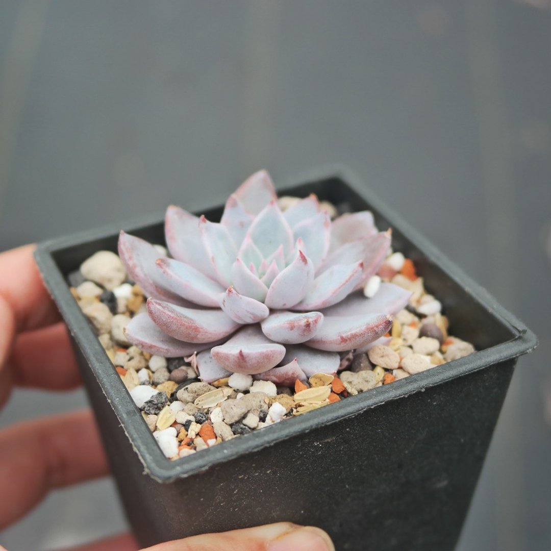 豆豆多肉植物与小杂货-植物-露露 - 植栽/盆栽 - 植物．花 