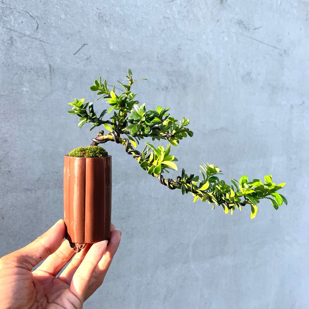 小品盆栽 - 珍珠罗汉松 盆景 - 植栽/盆栽 - 植物．花 
