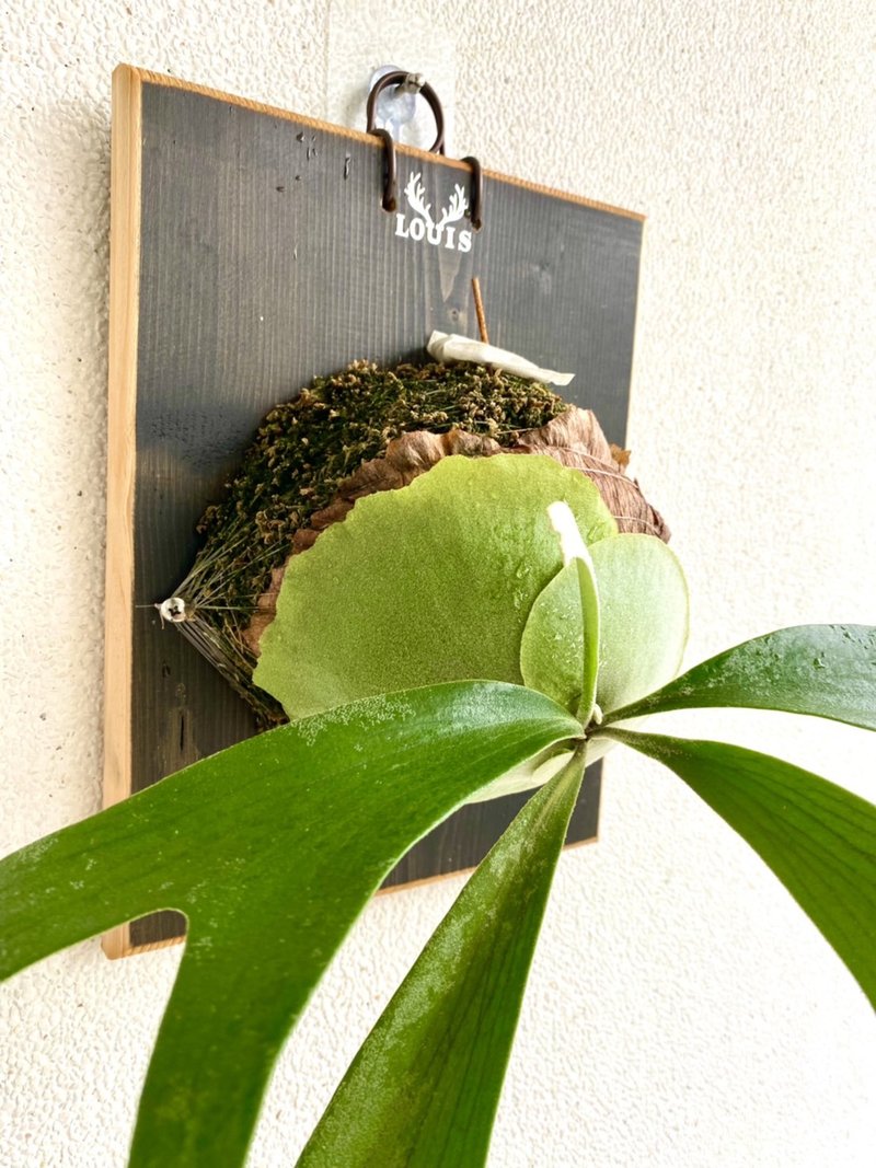 二叉鹿角蕨上板 森林系壁植 毕业  新居落成 开幕志庆礼 - 植栽/盆栽 - 木头 咖啡色