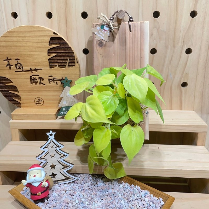【植蕨所在】 阳光心叶蔓绿绒 上板植物 水苔植物上板 观叶植物 - 植栽/盆栽 - 植物．花 