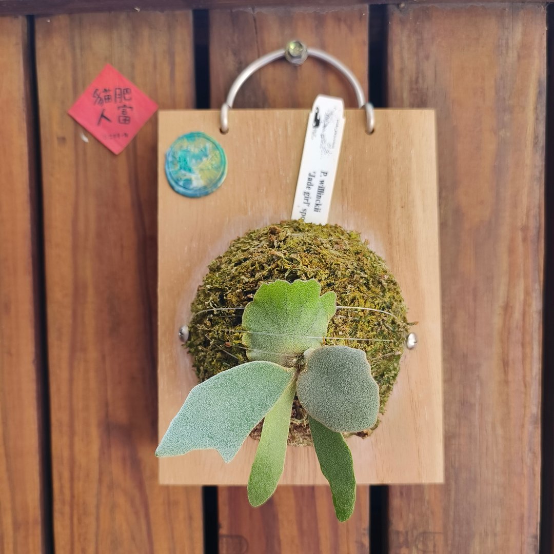 上板鹿角蕨 玉女 P.willinckii 'Jade girl' spore 侏儒爪哇 - 植栽/盆栽 - 植物．花 绿色