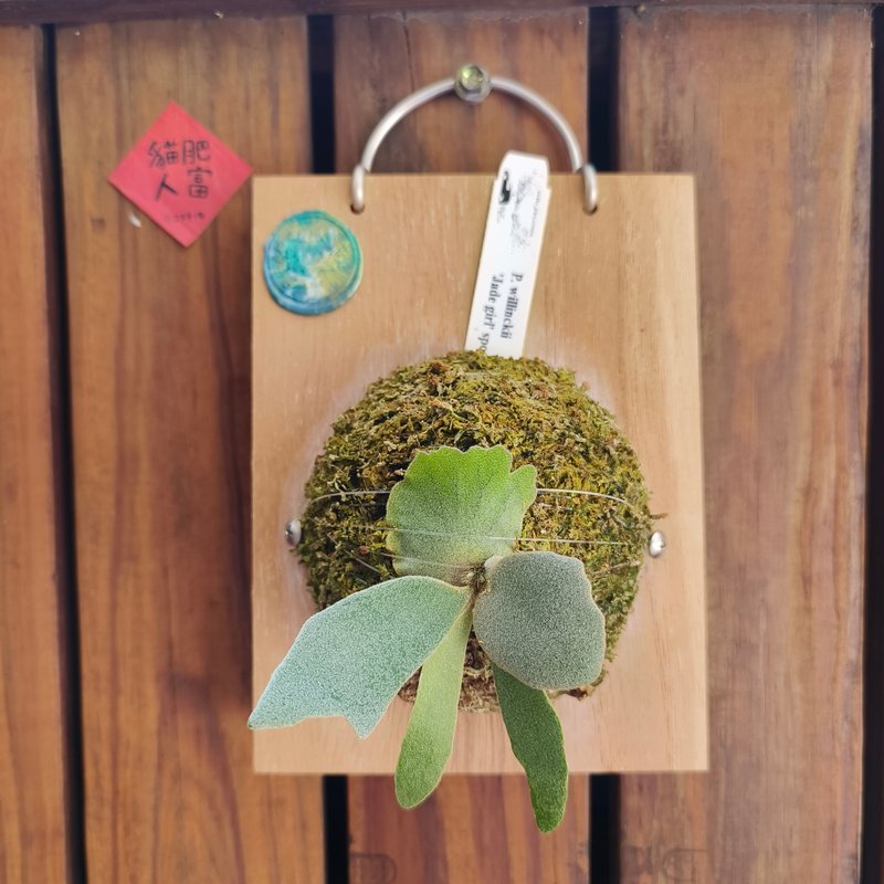 上板鹿角蕨 玉女 P.willinckii 'Jade girl' spore 侏儒爪哇 - 植栽/盆栽 - 植物．花 绿色