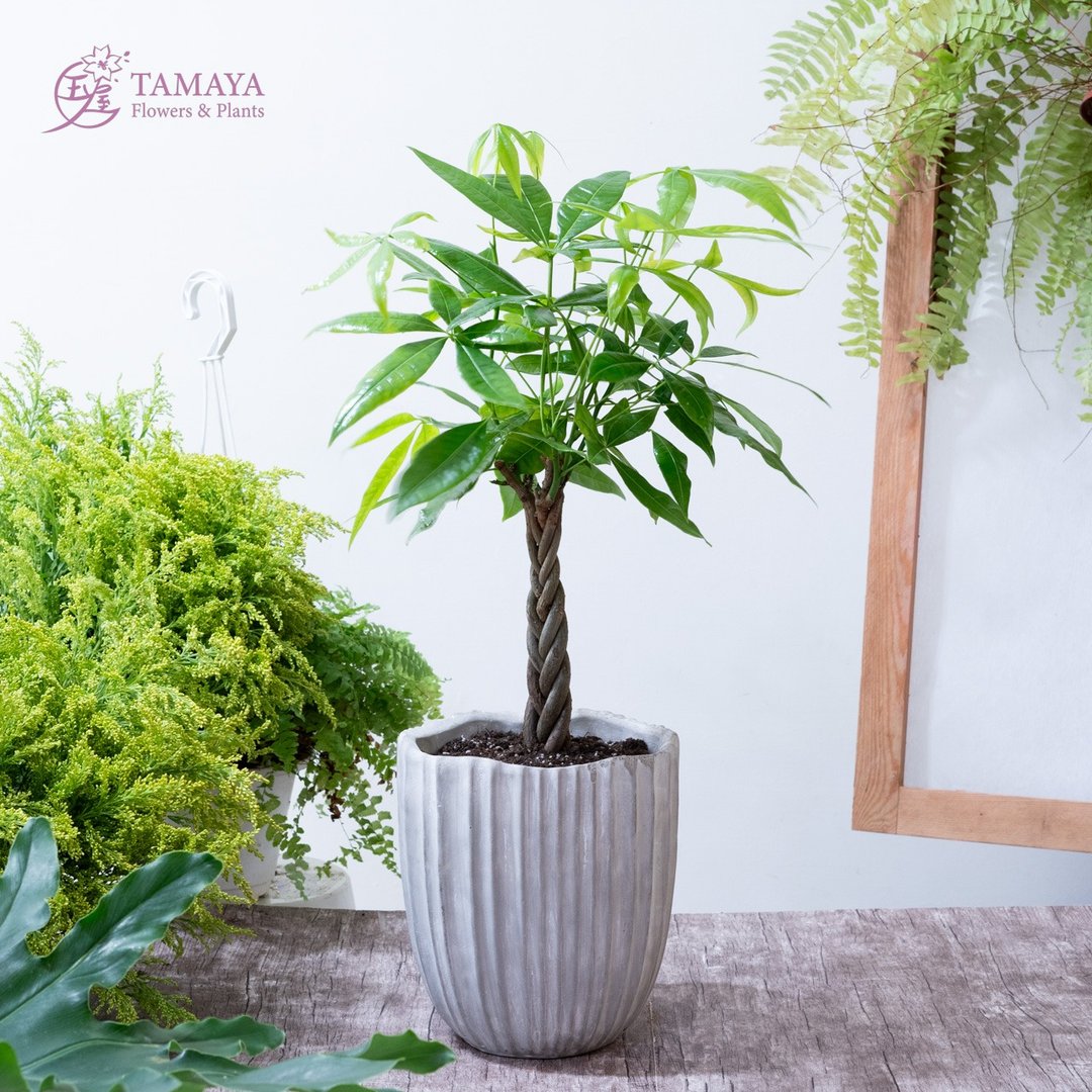 辫子马拉巴栗 | 中型 - 植栽/盆栽 - 植物．花 绿色