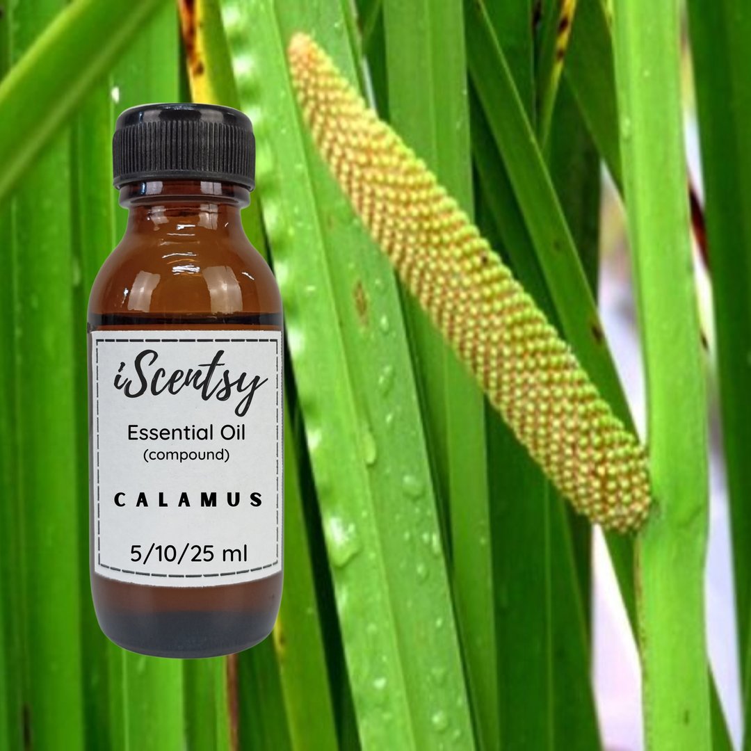 Thai Pure & Natural Essential Oil: Calamus Essential Oil 100% - 蜡烛/香氛/手工皂 - 其他材质 