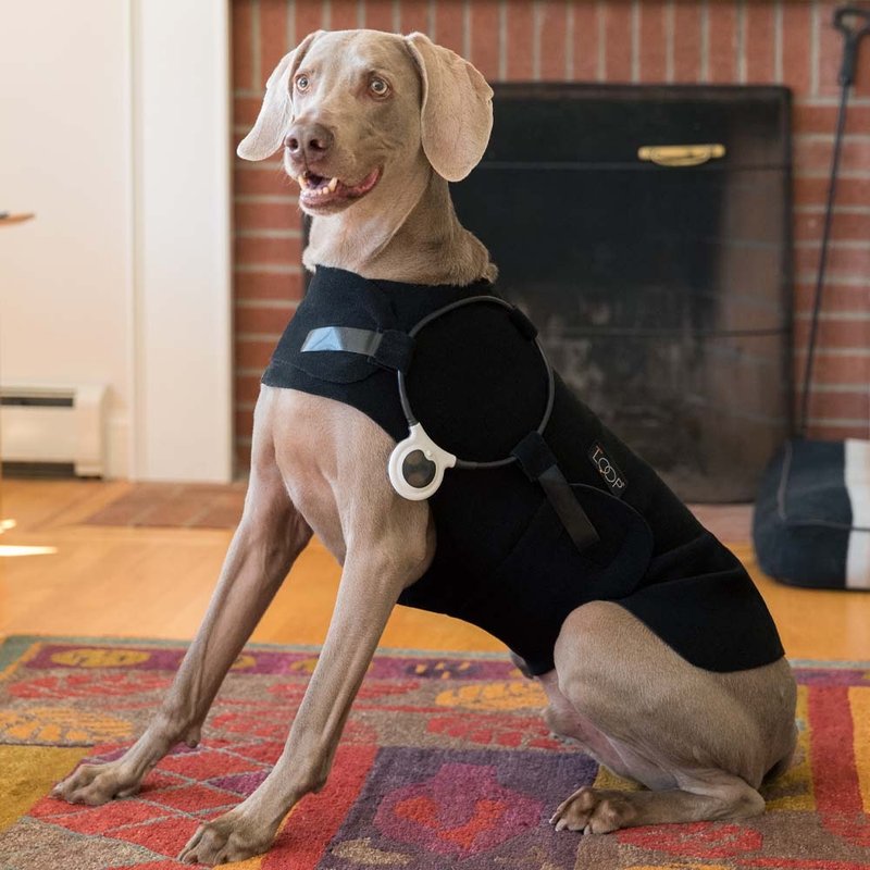 ASSISI LOOP脉冲电磁项圈20cm 中大型犬猫适用 居家照护 - 其他 - 其他材质 透明