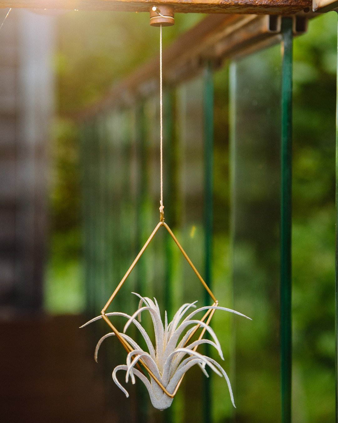FREEDOM 植由自在 可调式磁吸植物吊架-对称 - 花瓶/陶器 - 其他金属 咖啡色