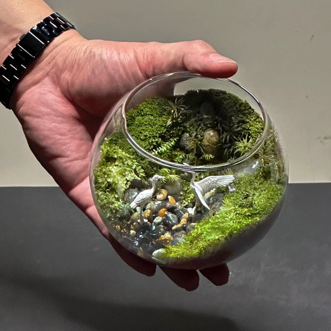 鹤舞风清 / 手工微景观生态盆 - 植栽/盆栽 - 植物．花 