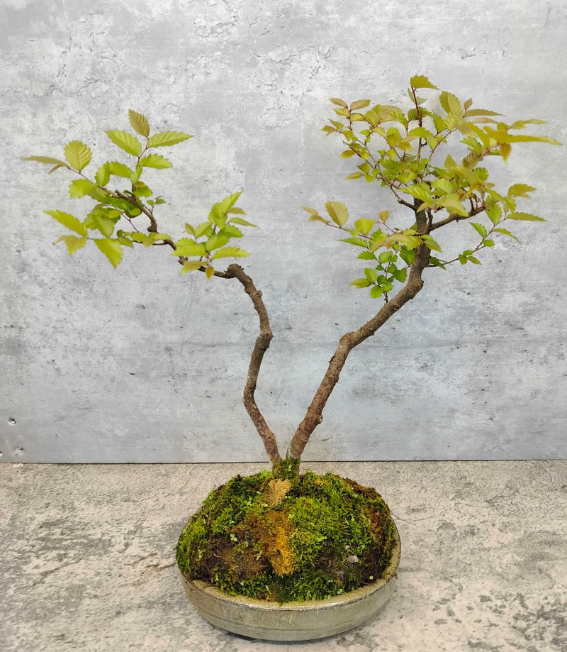 陶盆双干台湾榉树   植物 盆栽 - 植栽/盆栽 - 植物．花 