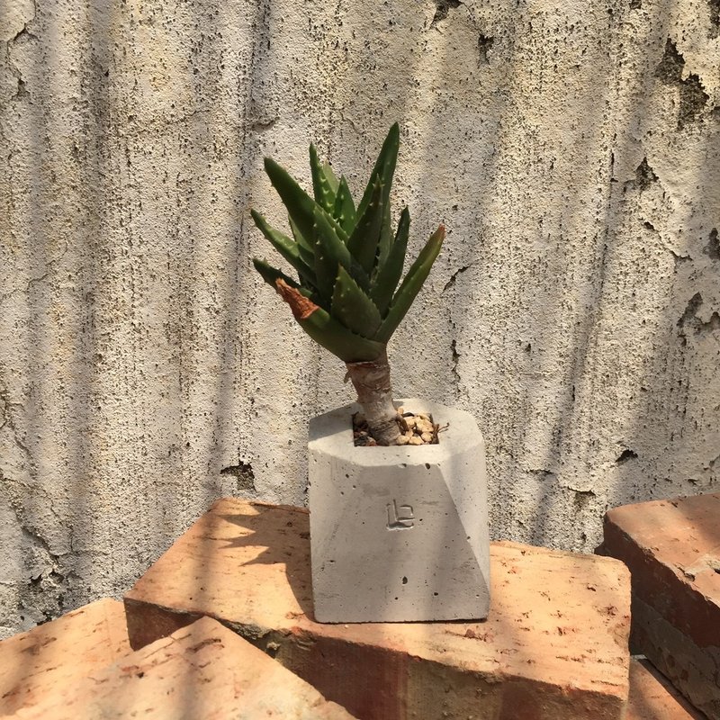 DOLOMAMA《几何》不夜城锦（芦荟属） 多肉植物 - 植栽/盆栽 - 纸 