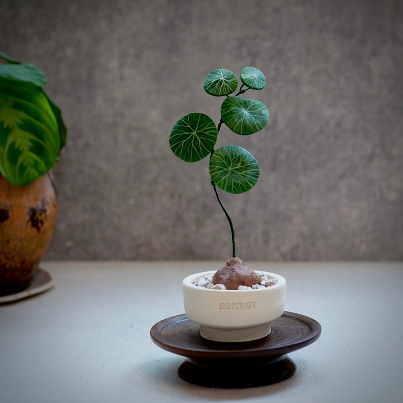 圆叶山乌龟－手工革制小盆栽 送礼 - 植栽/盆栽 - 真皮 