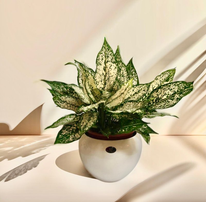 【空气净化机】宝玉桌上型盆栽简约观叶植物送礼自用浴室客厅摆设 - 植栽/盆栽 - 陶 