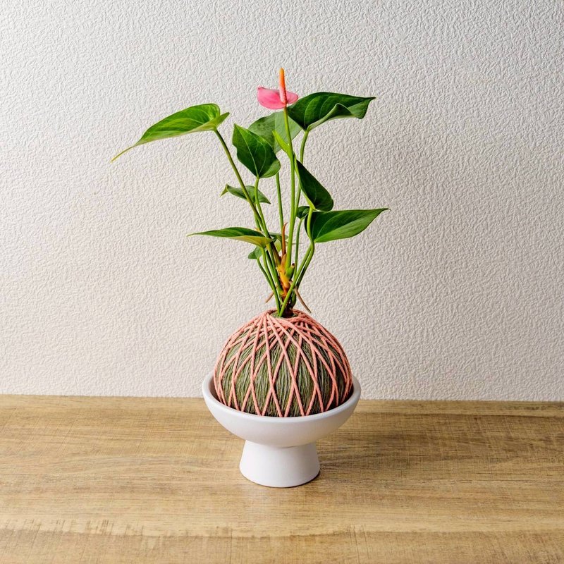 苔球植物 粉红火鹤墨绿苔球加磨砂高脚钵 苔球 苔玉 礼物 送礼 - 植栽/盆栽 - 植物．花 绿色
