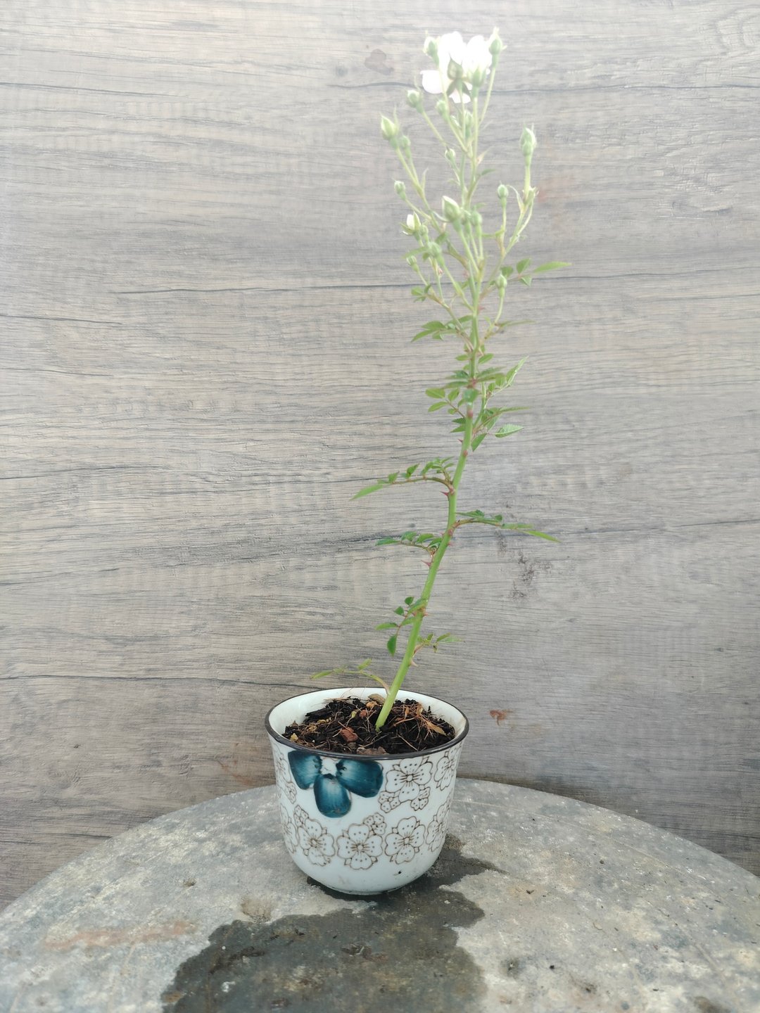 小品盆栽--多花性迷你蔷薇   植物 盆栽 - 植栽/盆栽 - 植物．花 