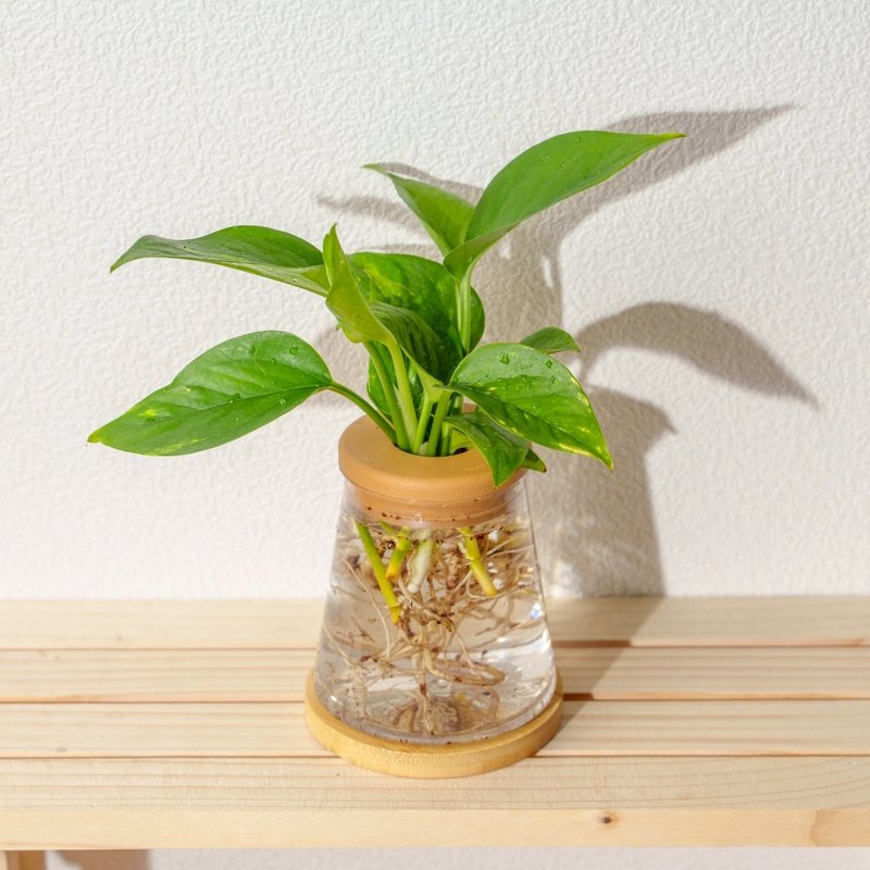 黄金葛 三角水耕盆栽 室内植物 观叶植物 礼物 水培 - 植栽/盆栽 - 植物．花 透明