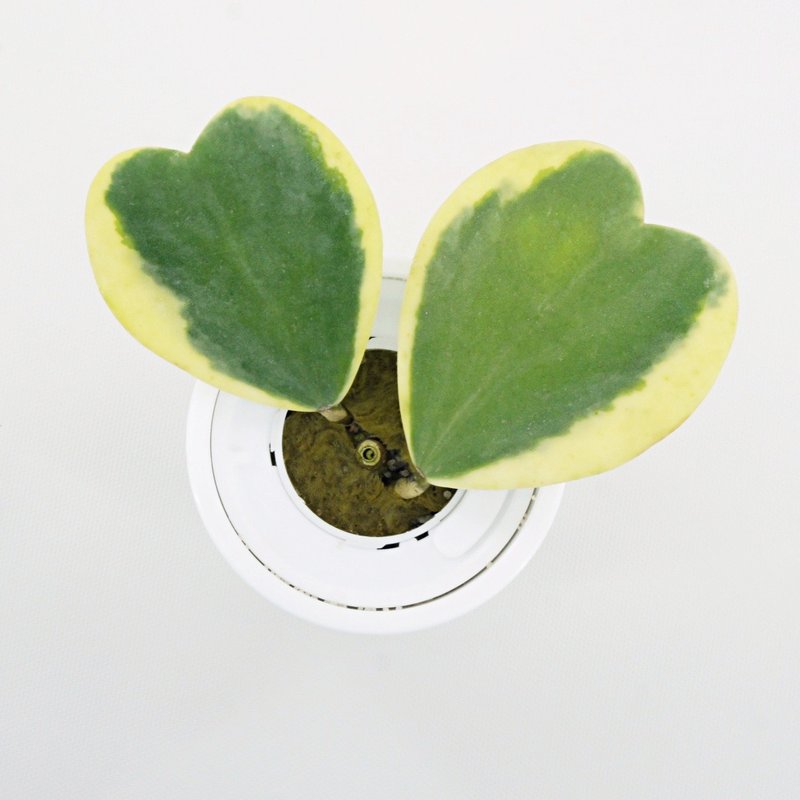 / 水耕盆栽 / 心心相印 - 植栽/盆栽 - 植物．花 白色