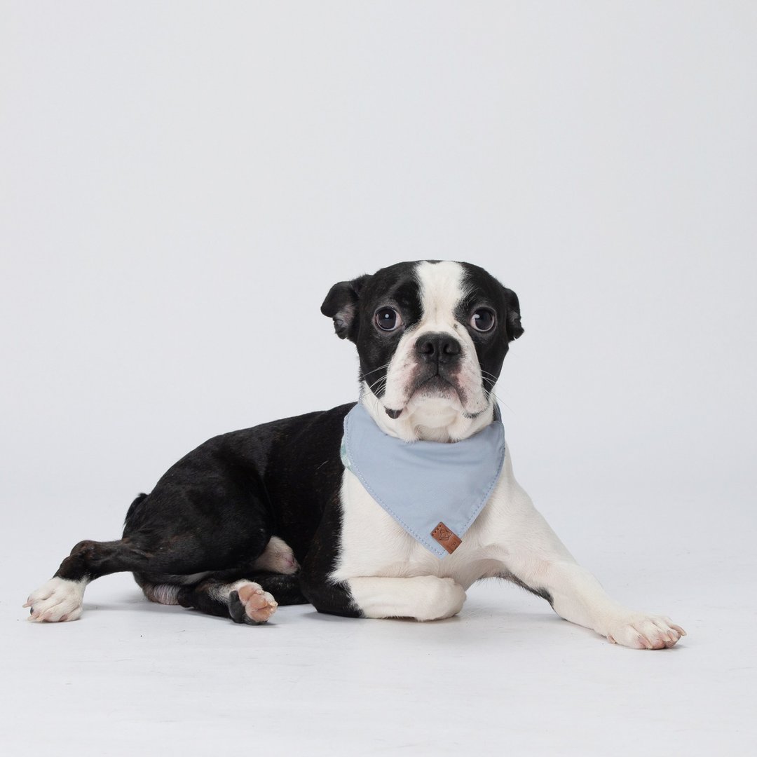 Pawfect-Fit! Pet Bandana 双面宠物领巾 (M) - 衣/帽 - 棉 蓝色