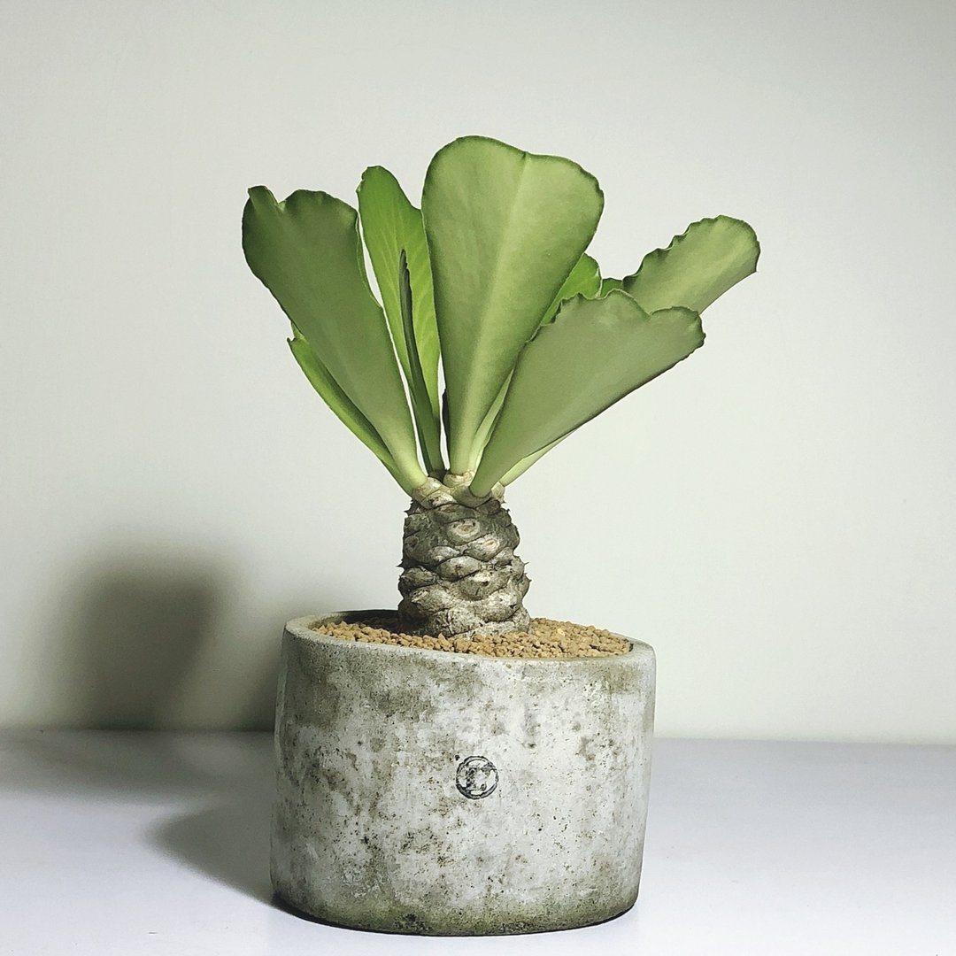 / 现品贩售 / 大圆盆 单刺麒麟 - 植栽/盆栽 - 植物．花 灰色