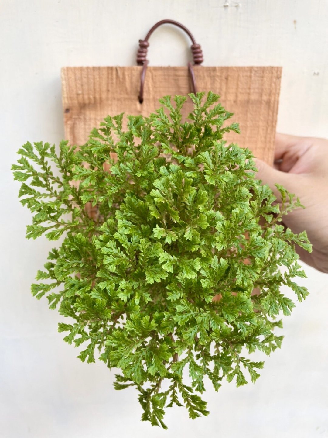 【珊瑚卷柏】植物上板 交换礼物 生日礼物 观叶植物 室内植物 - 植栽/盆栽 - 植物．花 