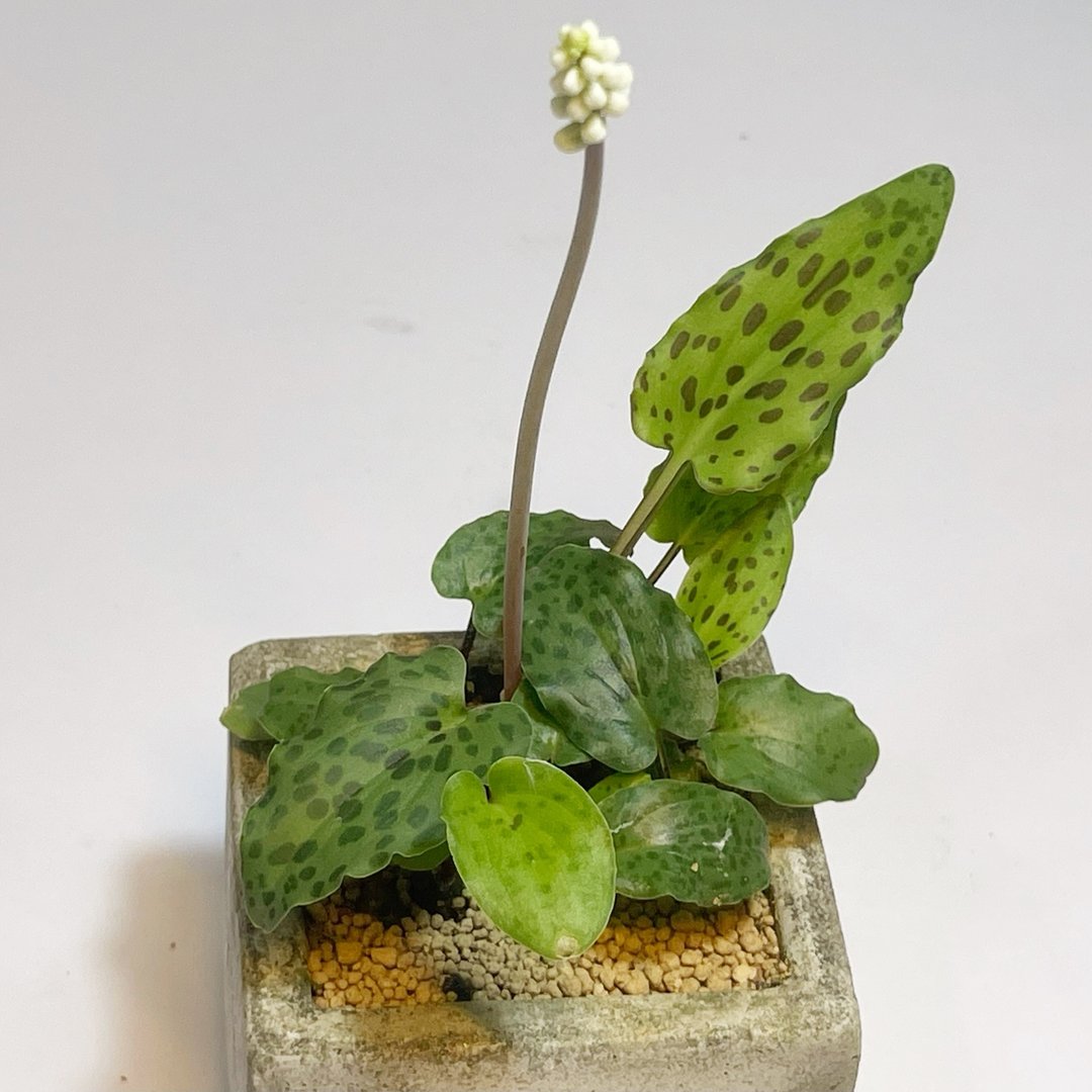 【野草不野-限时贩售】阔叶油点百合 / 大方盆 - 植栽/盆栽 - 植物．花 绿色