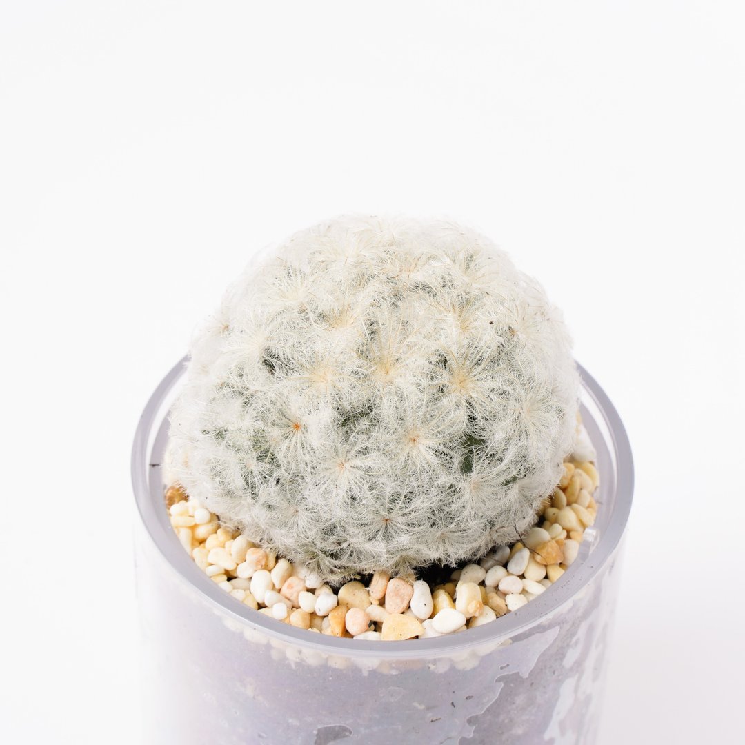 【白星】多肉 植物 智慧型盆栽罐 | 莳光 - 植栽/盆栽 - 植物．花 