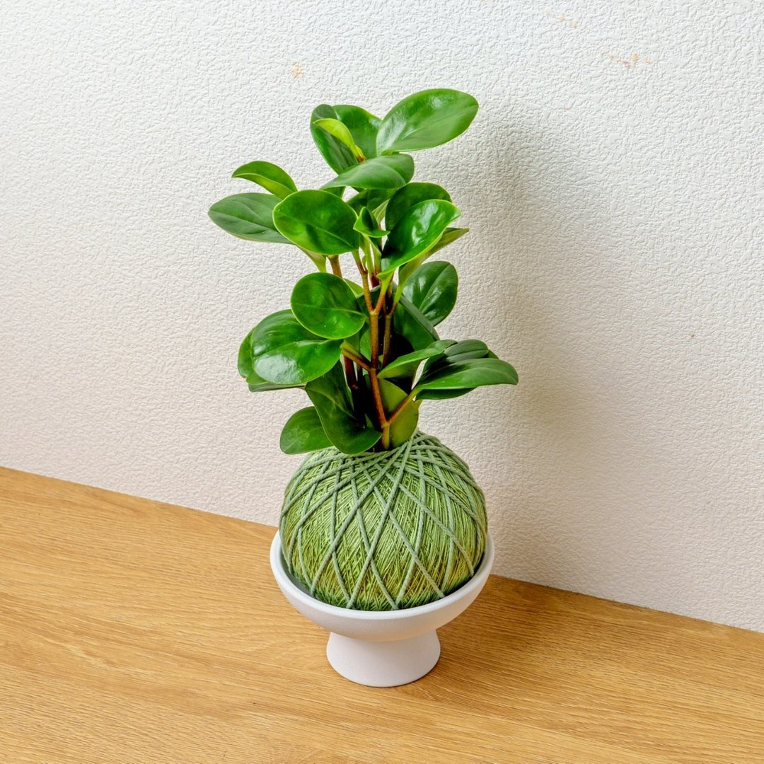 苔球植物 圆叶椒草草绿苔球加磨砂高脚钵 苔球 苔玉 礼物 - 植栽/盆栽 - 植物．花 绿色