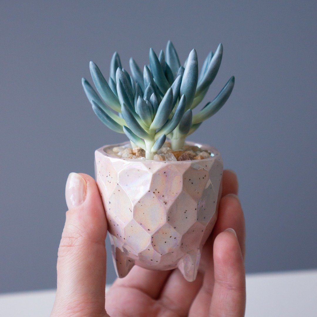 带有千里光属植物的微型珠宝盒 - 收纳用品 - 其他材质 