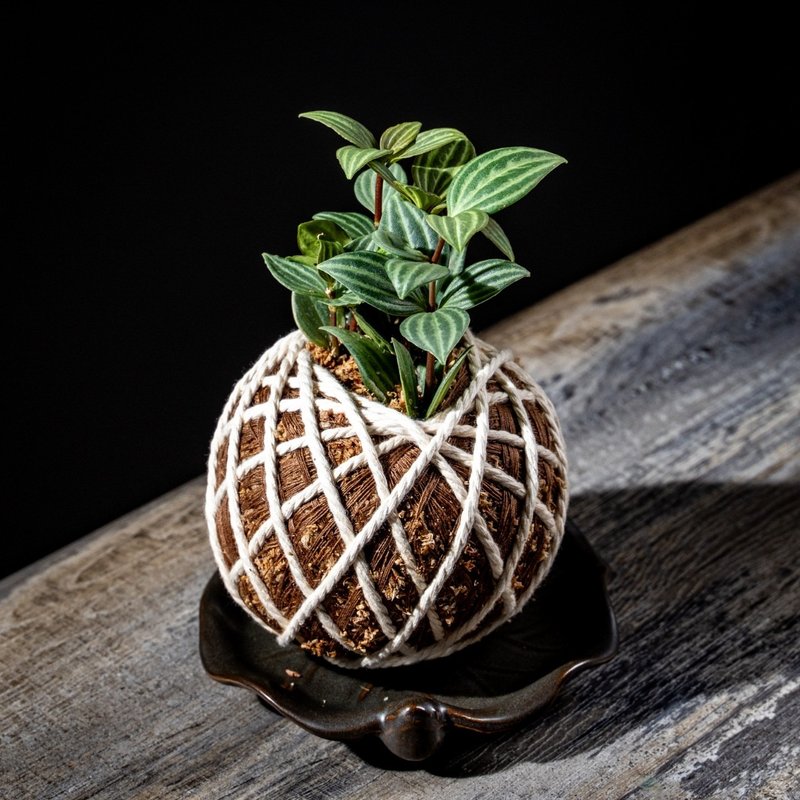 多叶兰苔球 苔球植物 苔玉 适合室内植物 办公室植物 交换礼物 - 植栽/盆栽 - 植物．花 