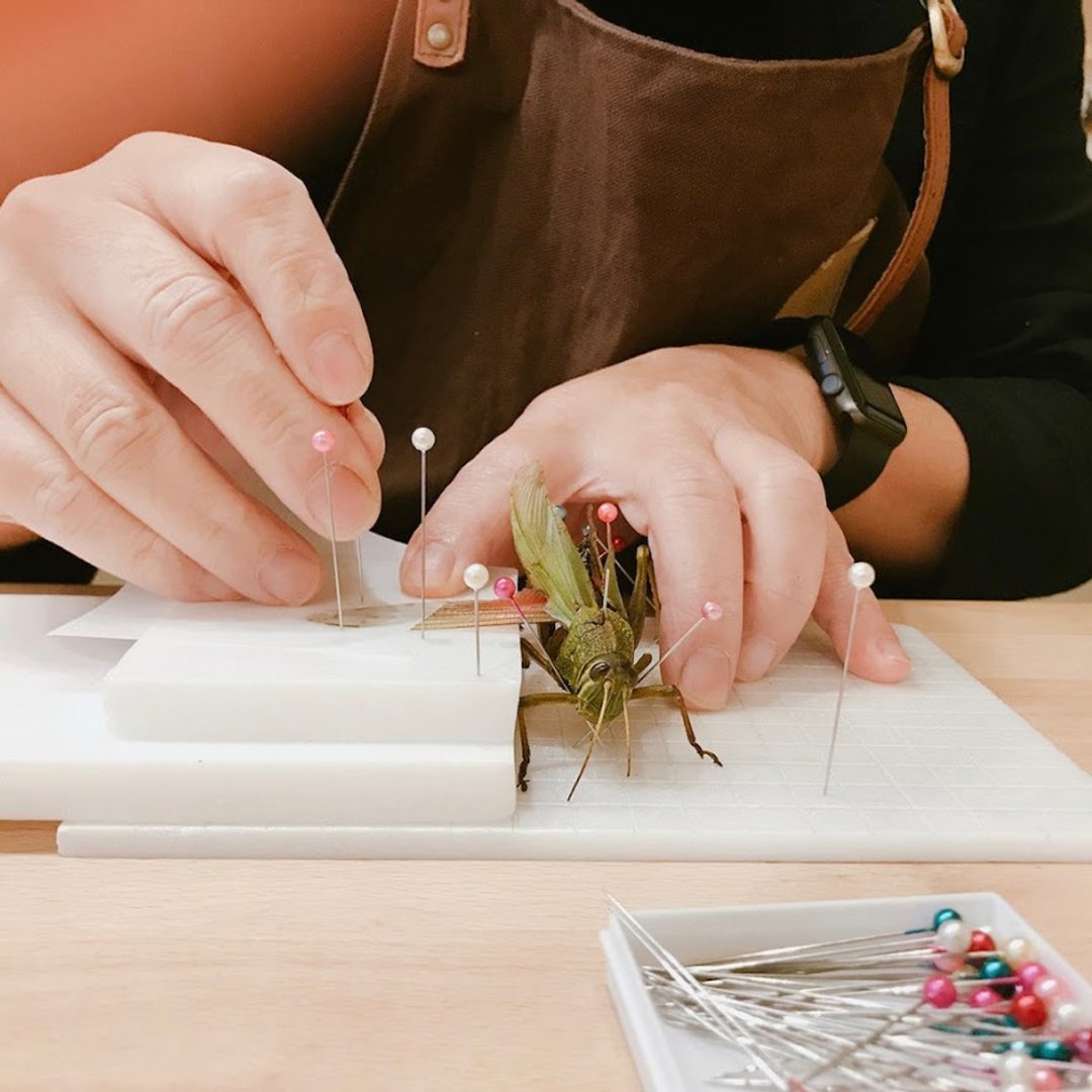 松菸风格店【成人班】重要的小角色─昆虫标本制作课 - 其他 - 其他材质 