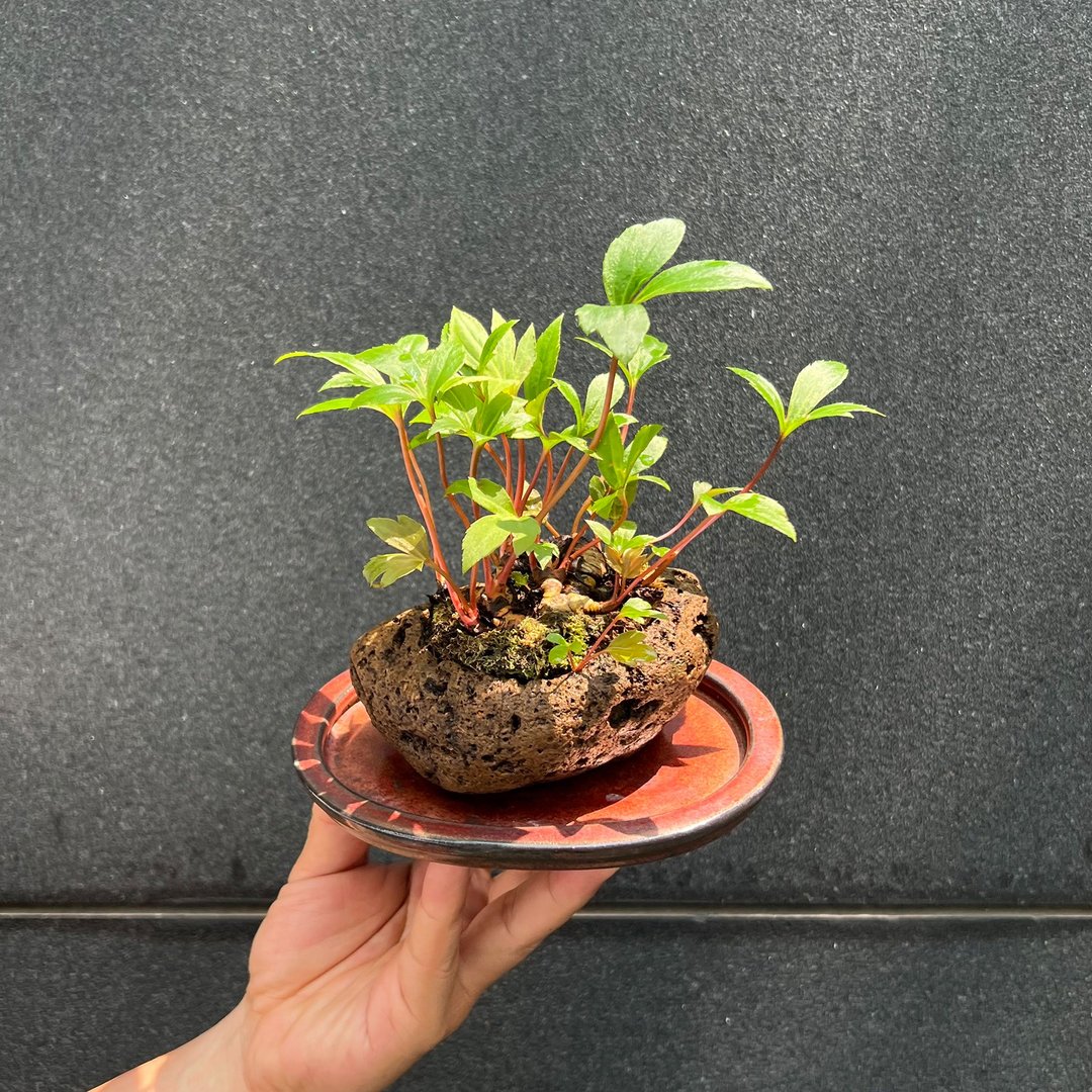 丹顶草山野草∣鹿儿岛轻石钵 茶道禅境 - 植栽/盆栽 - 陶 