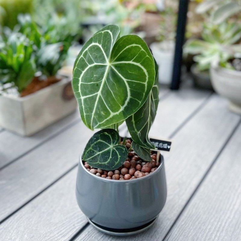 圆叶花烛(明脉花烛) | 居家、乔迁、开幕送礼 | 室内网红植物 - 植栽/盆栽 - 植物．花 绿色