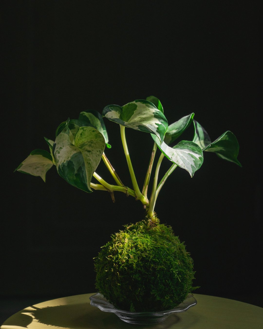 苔玉-快乐叶子(白泉黄金葛)-Epipremnum Manjula/Happy Leaf - 植栽/盆栽 - 植物．花 绿色