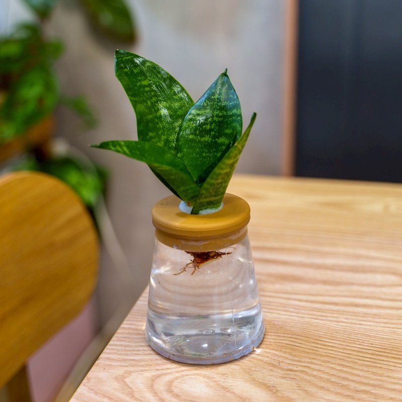 绿纹虎尾兰 三角水耕盆栽 室内植物 观叶植物 礼物 水培 - 植栽/盆栽 - 植物．花 透明