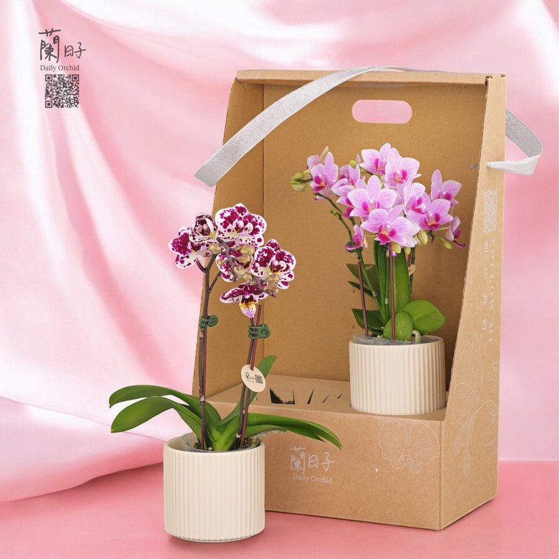 情人节限定花礼(恋语心兰) - 植栽/盆栽 - 植物．花 粉红色