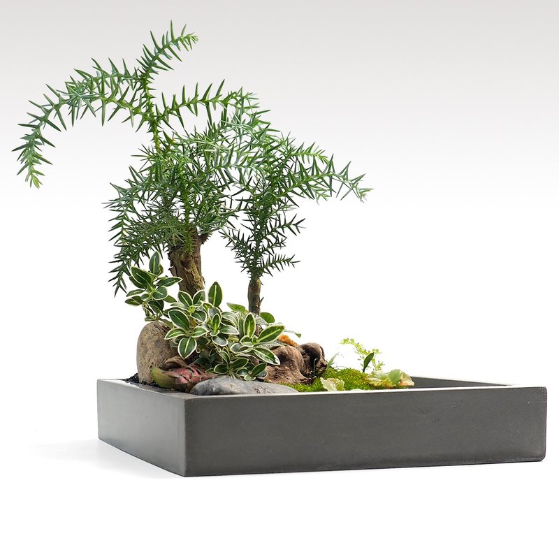 Greenology 方形水泥碟 - 植栽/盆栽 - 水泥 灰色