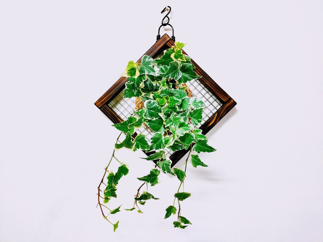 白斑常春藤苔球│板植│室内植物│窗边植物│观叶植物 - 植栽/盆栽 - 植物．花 绿色