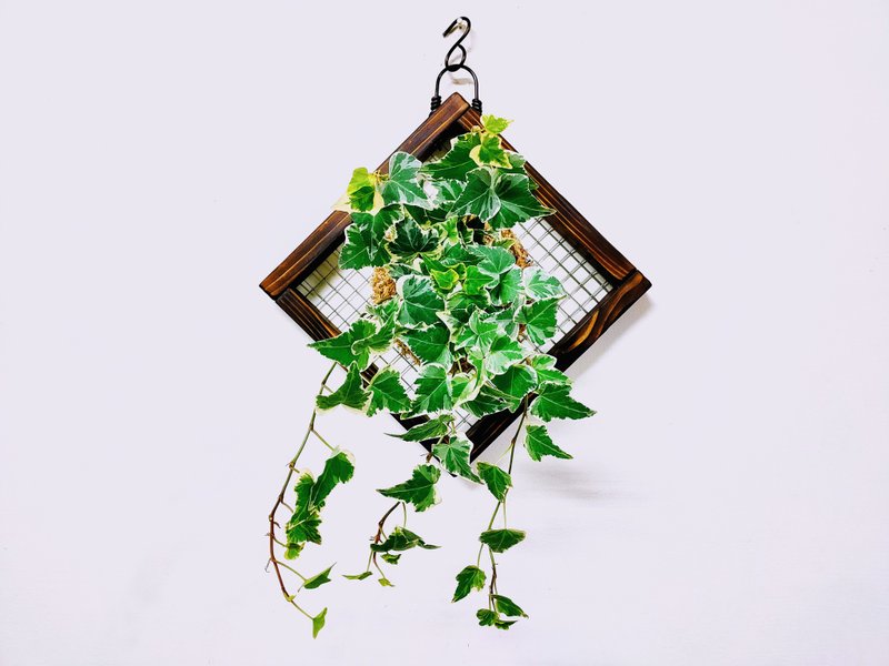 白斑常春藤苔球│板植│室内植物│窗边植物│观叶植物 - 植栽/盆栽 - 植物．花 绿色