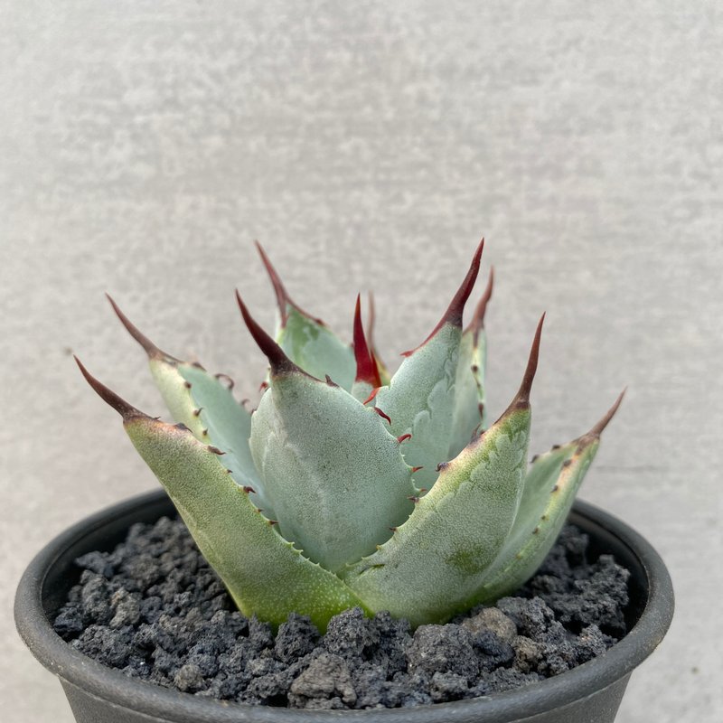 福克斯 | 实生 | 龙舌兰科 | 多肉 龙舌兰 |A.parryivar.truncata - 植栽/盆栽 - 植物．花 