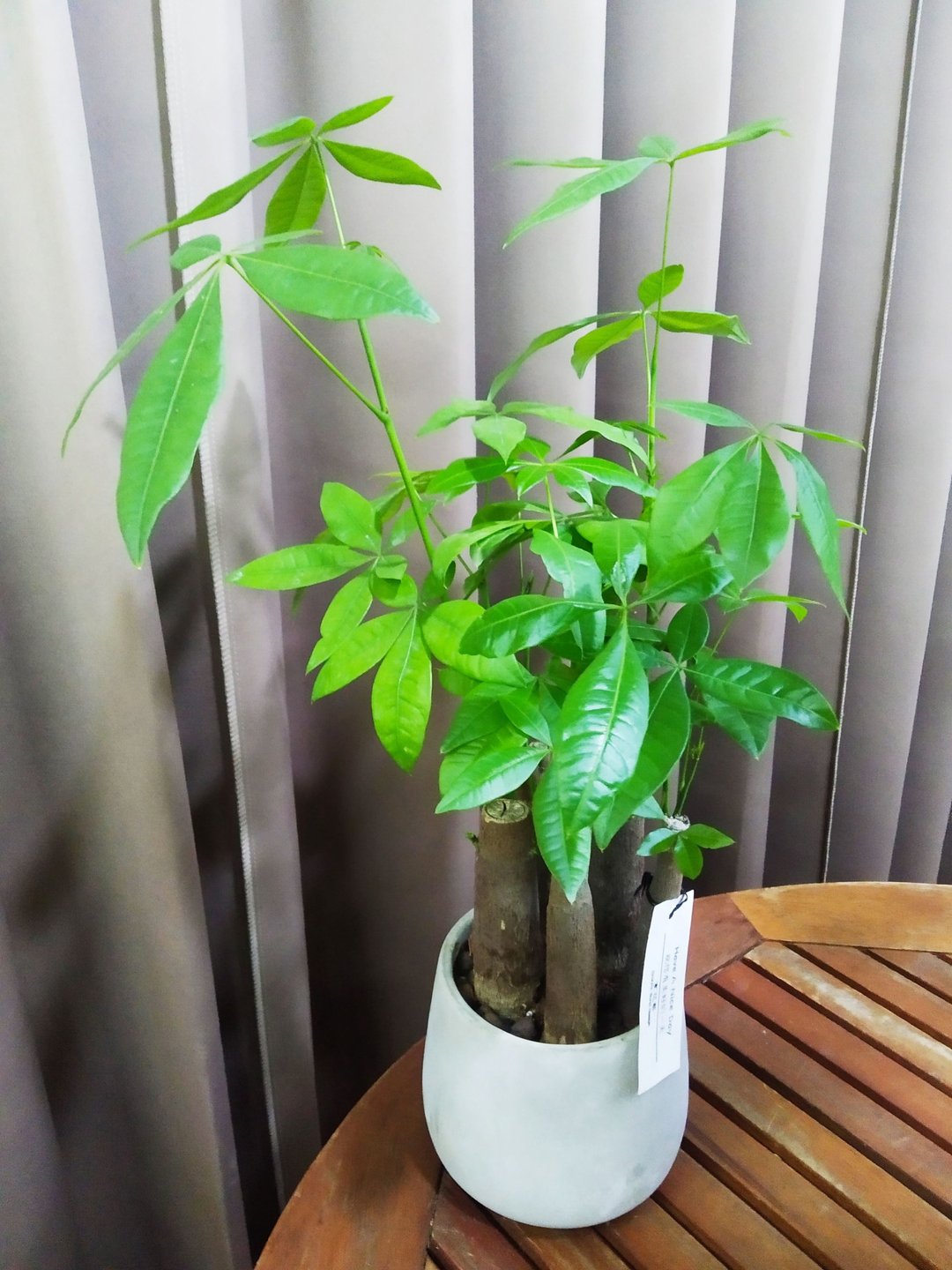 简约质朴风 发财树小品水泥盆 布置空间或送礼心意皆适宜 - 植栽/盆栽 - 植物．花 