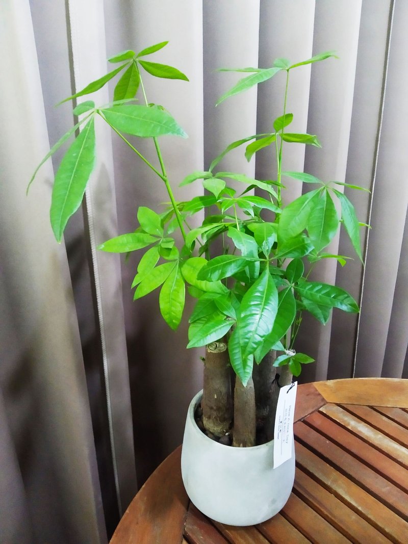 简约质朴风 发财树小品水泥盆 布置空间或送礼心意皆适宜 - 植栽/盆栽 - 植物．花 