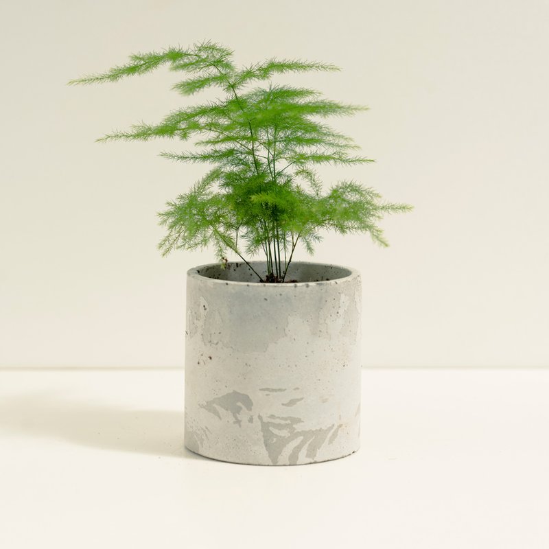 文竹│泥作系列│福所栽 - 植栽/盆栽 - 水泥 绿色