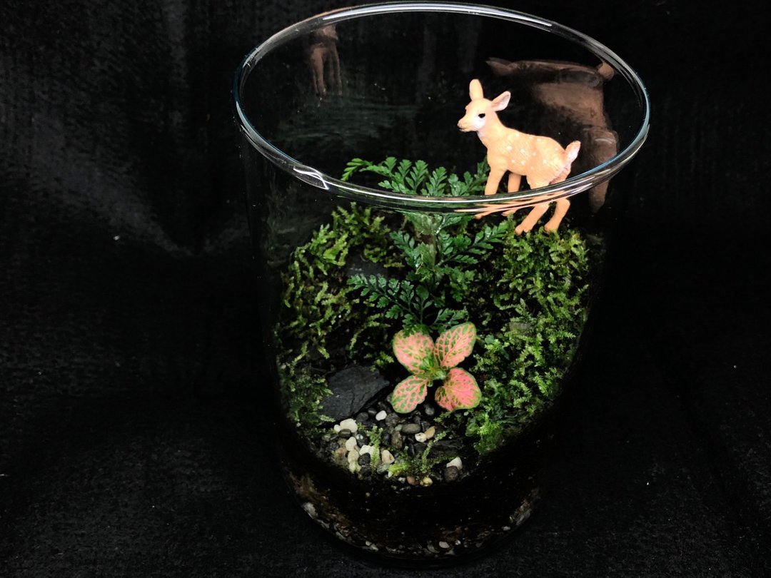 苔藓生态缸-小鹿款 - 植栽/盆栽 - 植物．花 绿色