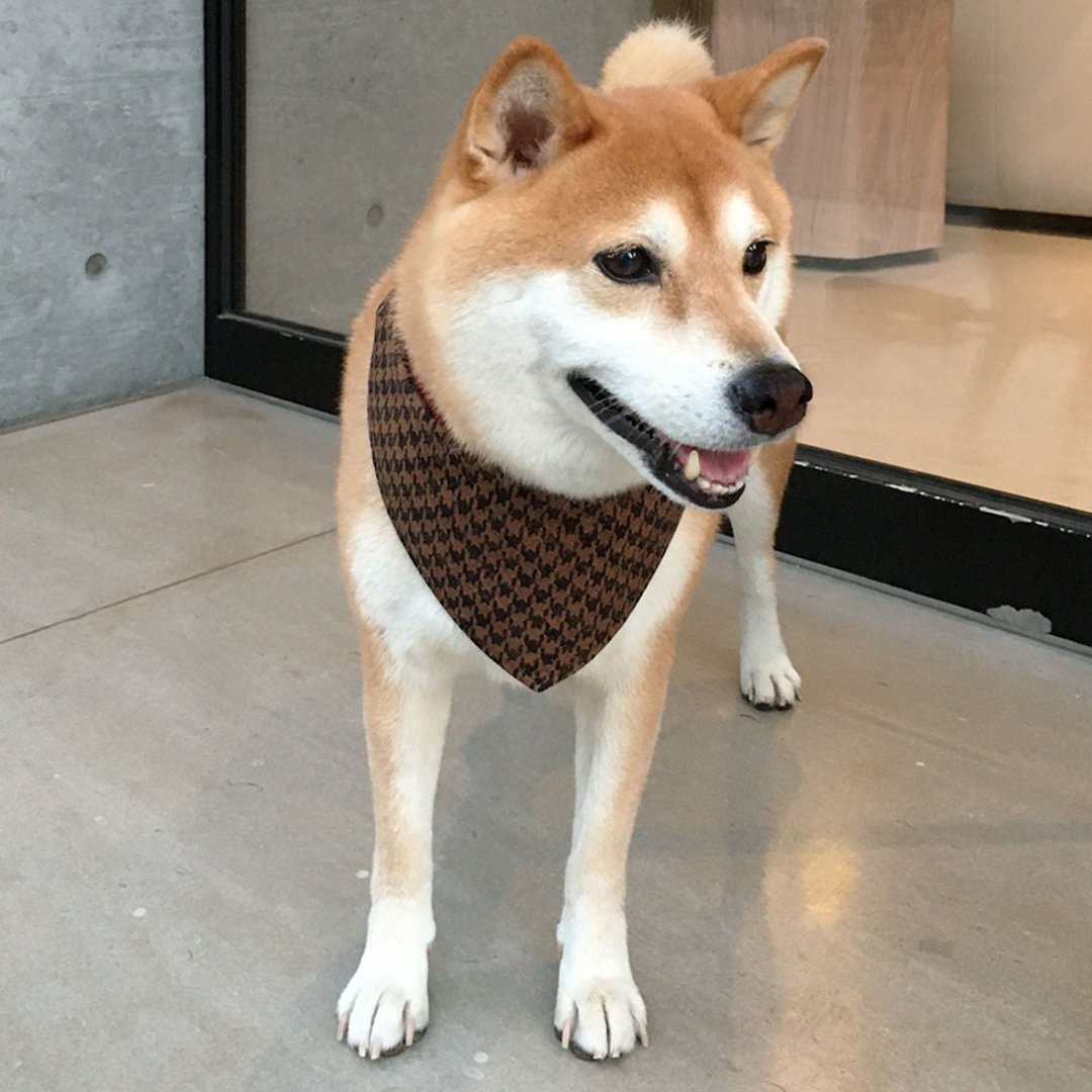狗狗专属名领巾-定制化(中型犬)-千鸟格 - 项圈/牵绳 - 棉 咖啡色