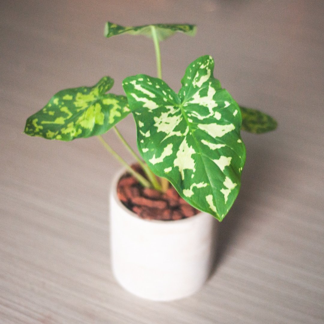 热带丛林风斑叶 | 迷彩芋 | 中型盆栽 | 开幕送礼 | 附水泥花盆 - 植栽/盆栽 - 植物．花 绿色