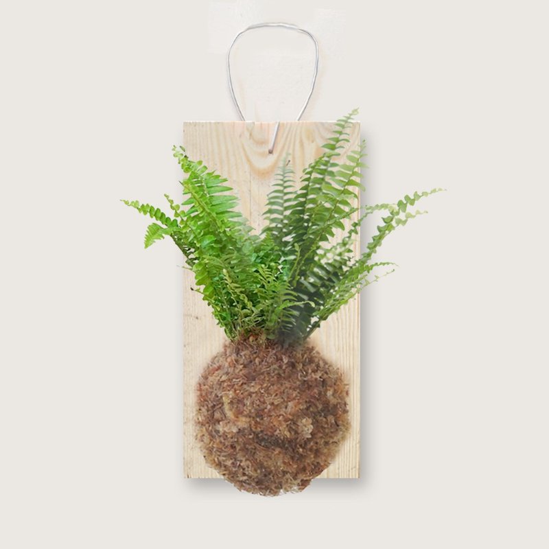 植栽 室内盆栽 波士顿蕨 上板 - 植栽/盆栽 - 木头 绿色