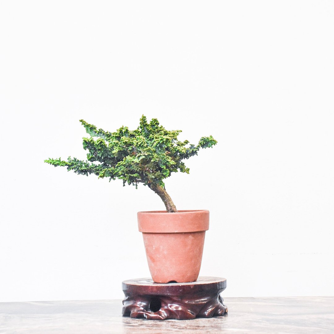 石化桧 Sekka Hinoki Cypress | 盆景星球 Bonsai Planet - 植栽/盆栽 - 植物．花 