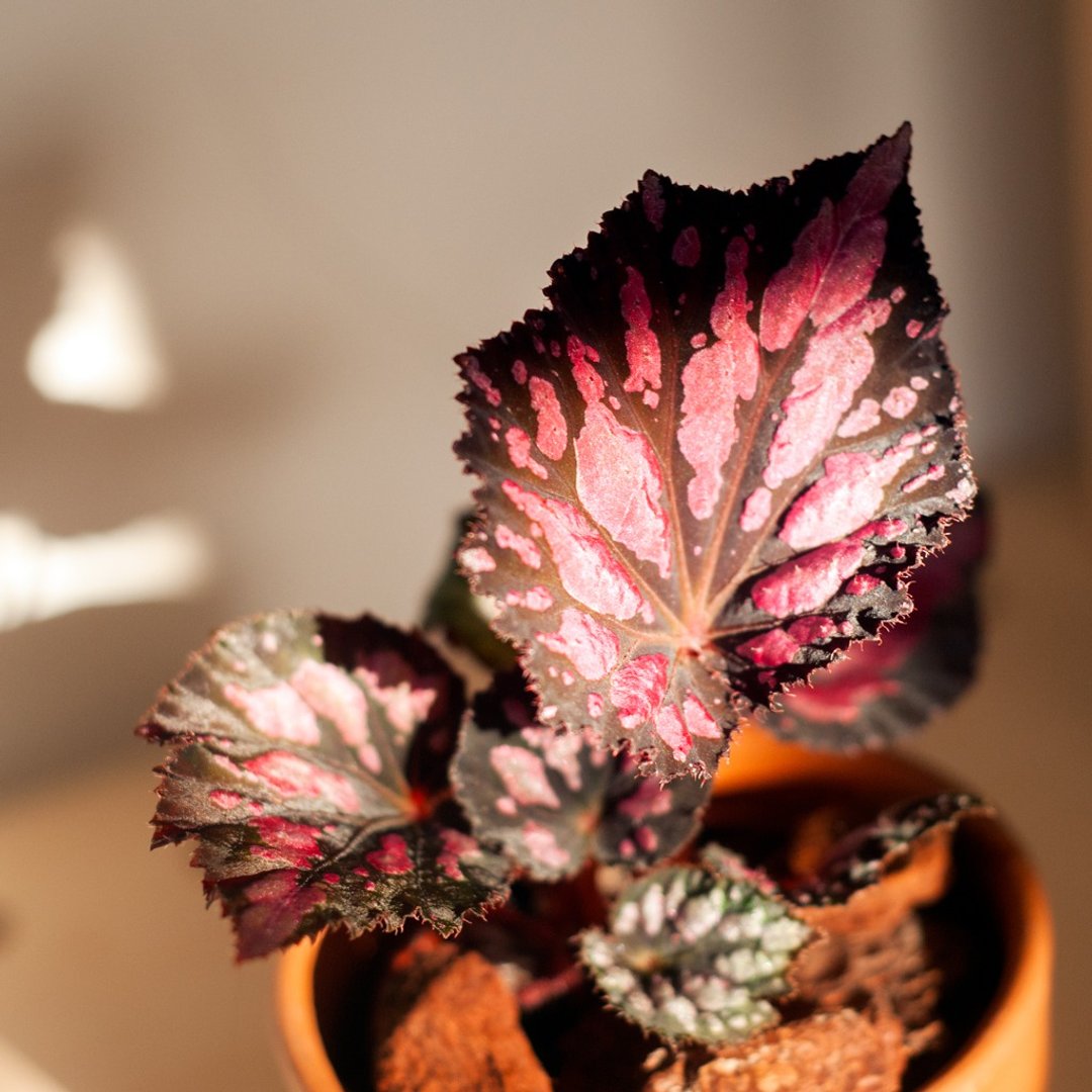 红星海棠 | 耐阴植栽 | 居家布置 | 办公室盆栽 - 植栽/盆栽 - 植物．花 红色