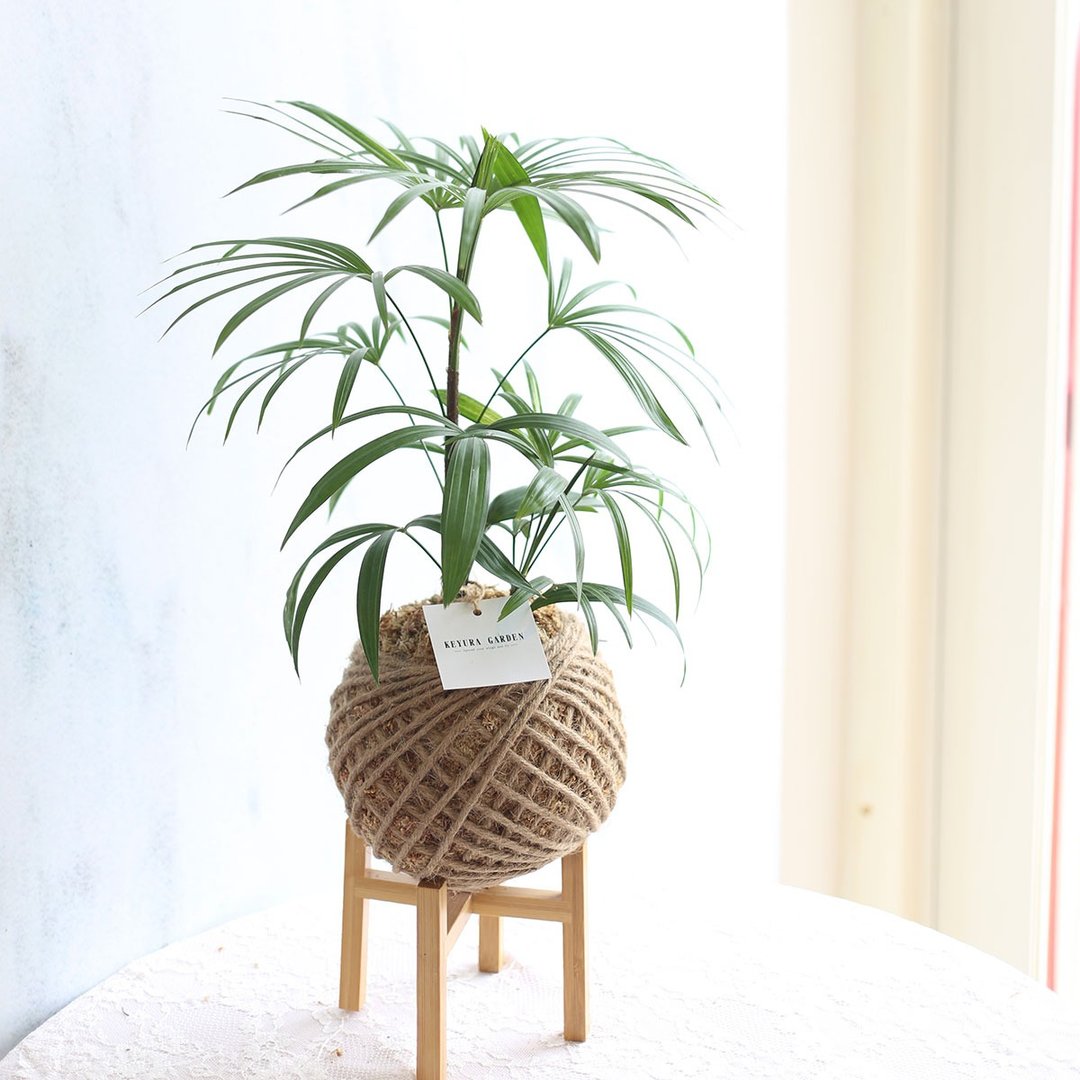 PD26 观音棕竹大苔球 / 室内植栽 居家布置 - 植栽/盆栽 - 植物．花 