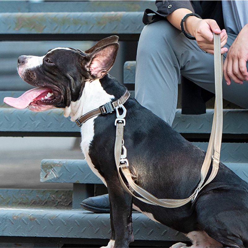 【DOGNESS多尼斯】挑战者系列宠物牵引绳(4色) 外出用品 - 项圈/牵绳 - 其他材质 多色