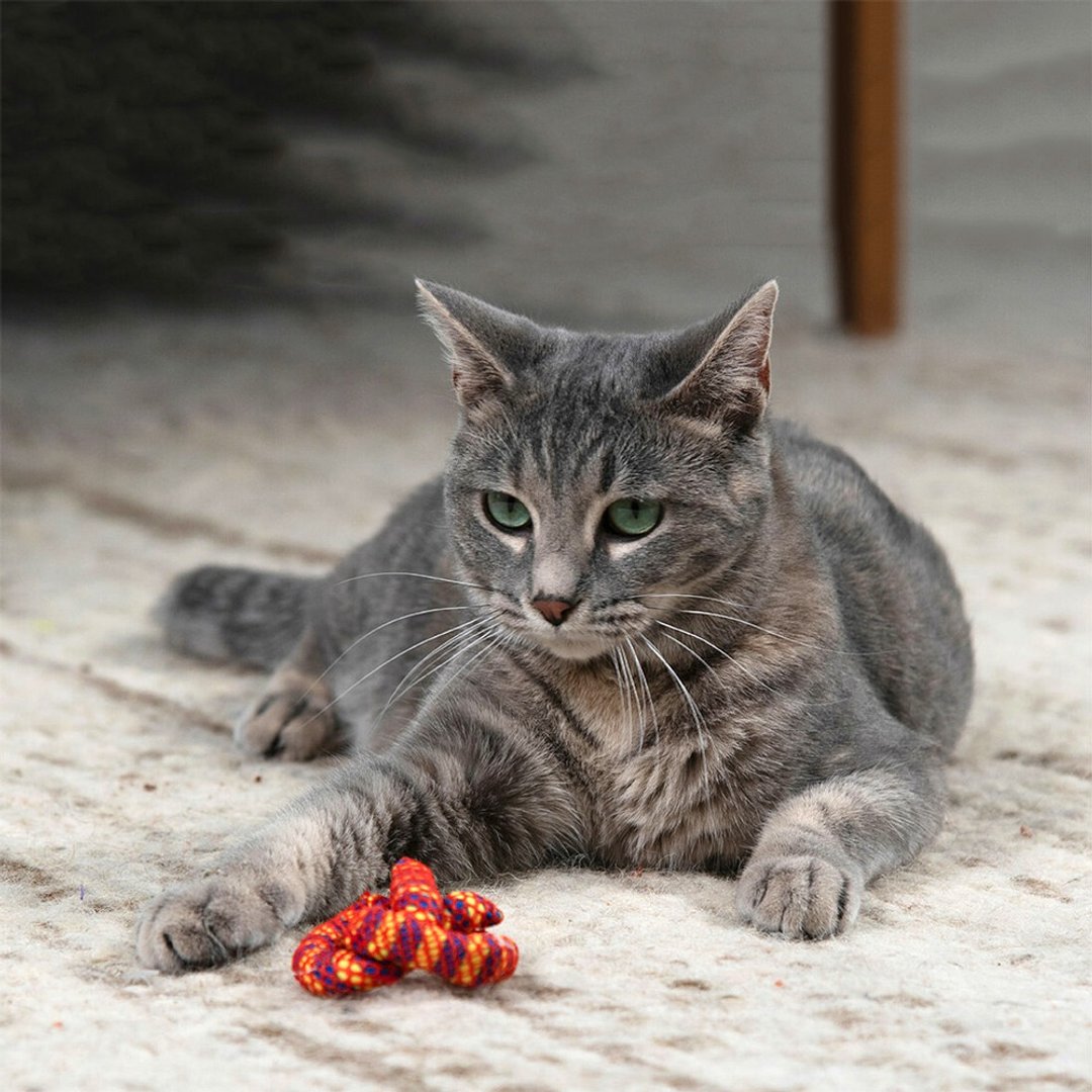 猫草玩具 猫草洁牙脆饼 猫咪洁牙 - 玩具 - 其他材质 